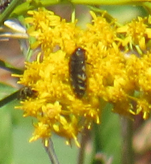 Acmaeodera idahoensis
