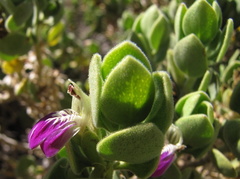 Monechma mollissimum