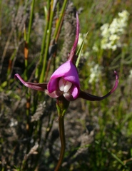 Disperis capensis capensis