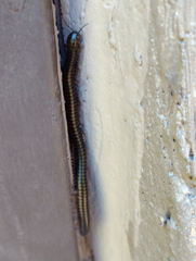 Paeromopodidae