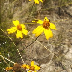 Tagetes linifolia