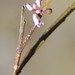 Muraltia brevicornu - Photo (c) Charles Stirton, algunos derechos reservados (CC BY-SA), subido por Charles Stirton