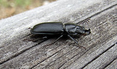 Platycerus marginalis