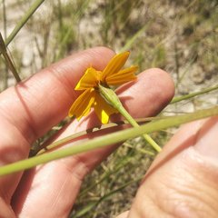 Tagetes linifolia