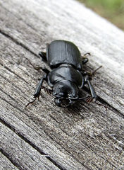 Platycerus marginalis