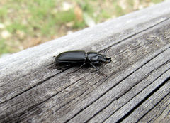 Platycerus marginalis