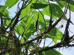 Thrixspermum formosanum