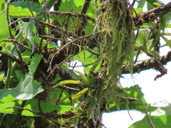 Thrixspermum formosanum