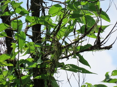 Thrixspermum formosanum