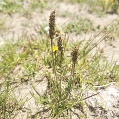 Plantago nivea