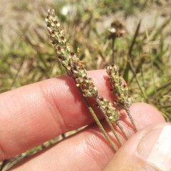 Plantago nivea