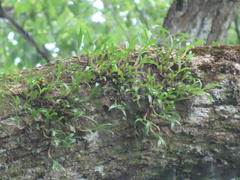 Pholidota cantonensis