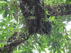 Dendrobium catenatum