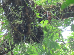 Dendrobium catenatum