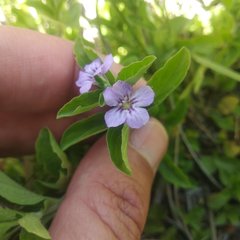 Acanthaceae