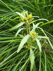 Bidens hyperborea