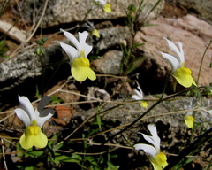 Nemesia ligulata
