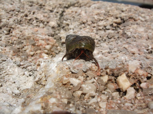 Rak kućar (Clibanarius erythropus)