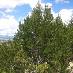 Pinus cembroides