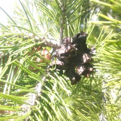 Pinus cembroides