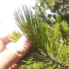Pinus cembroides