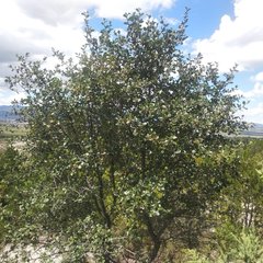 Cercocarpus