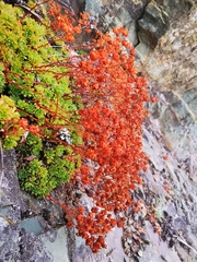 Saxifraga bronchialis funstonii
