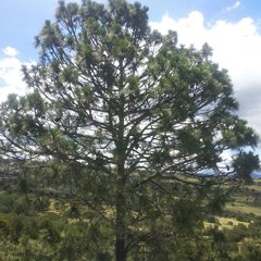 Pinus pseudostrobus apulcensis