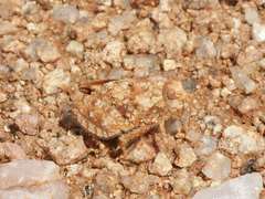 Trachypetrella anderssonii