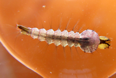 Toxorhynchites violaceus