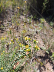 Euphorbia genistoides