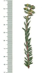Euphorbia genistoides
