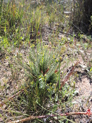 Euphorbia genistoides