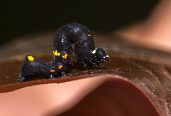 Lepidoptera
