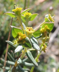 Euphorbia genistoides