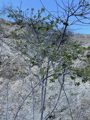 Diospyros intricata