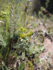 Euphorbia genistoides
