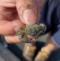 Rhithropanopeus harrisii