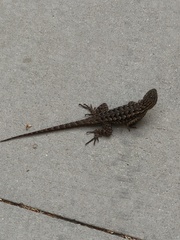 Sceloporus occidentalis