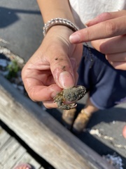 Rhithropanopeus harrisii