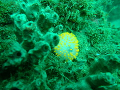 Polycitor giganteus