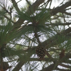 Pinus pseudostrobus apulcensis