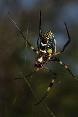 Trichonephila senegalensis