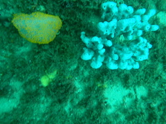 Polycitor giganteus