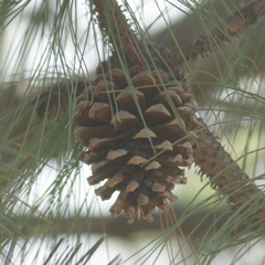 Pinus pseudostrobus apulcensis