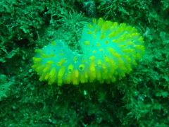 Polycitor giganteus