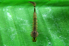 Toxorhynchites violaceus