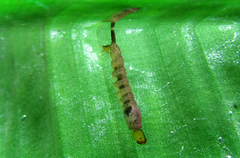 Toxorhynchites violaceus