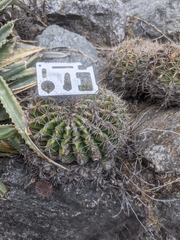 Trichocereeae