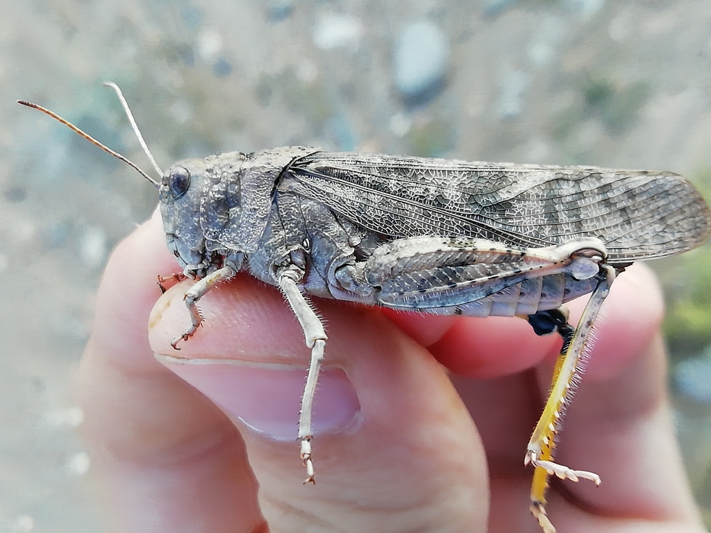 Bryodemella holdereri
